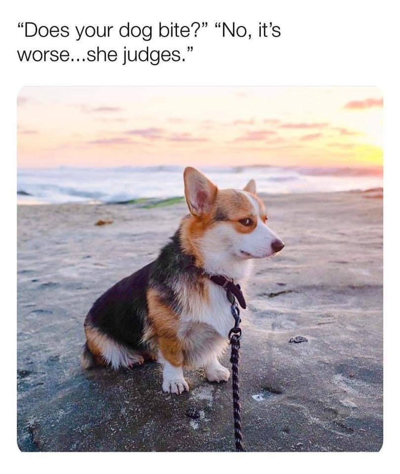 Judging Dog